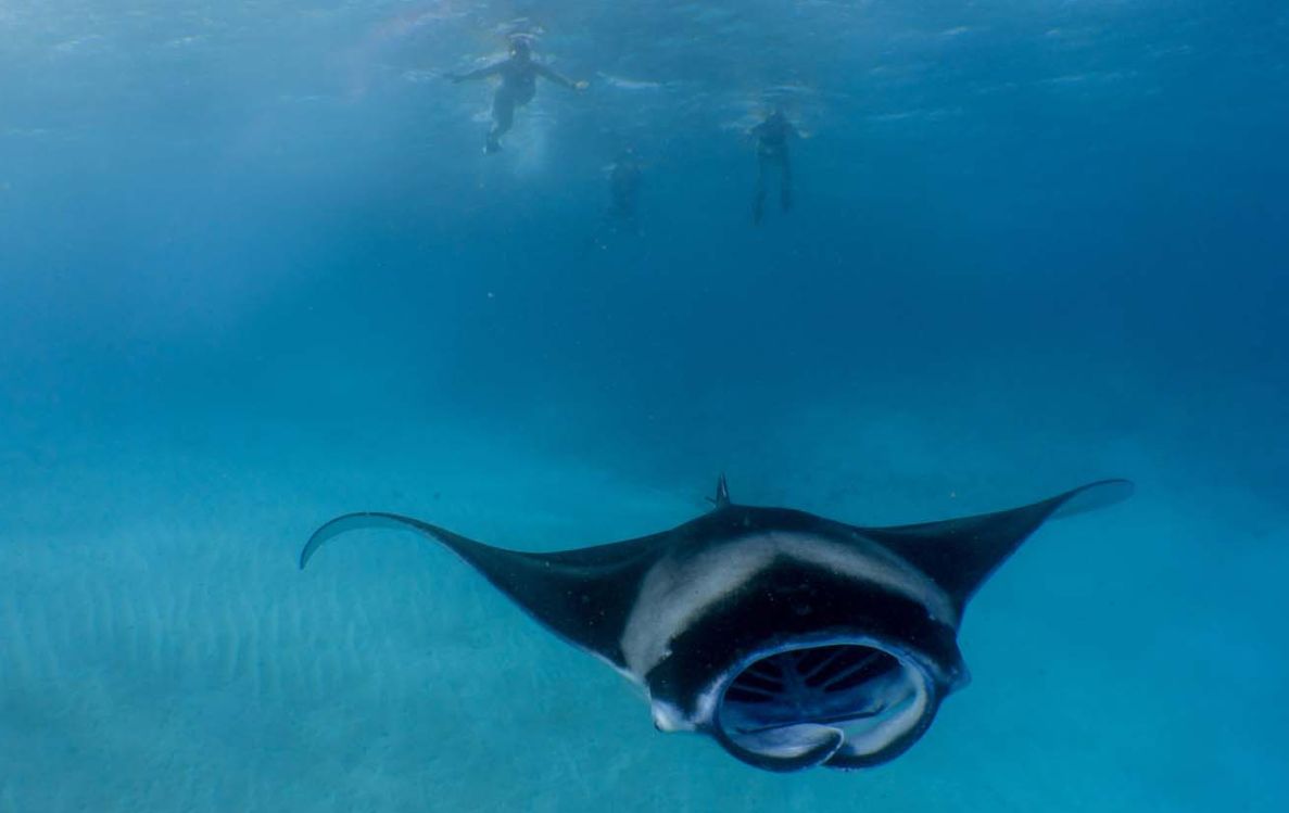 Hanifaru Bay Manta Adventures