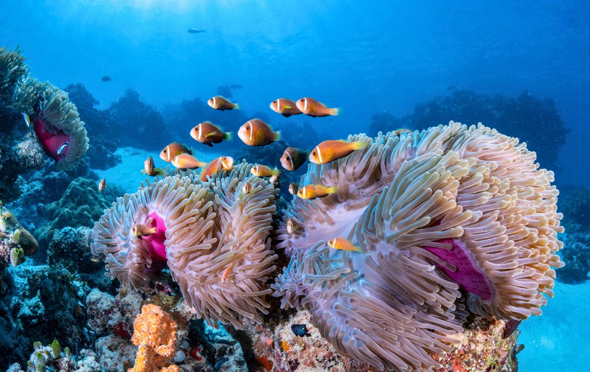 Diving & Marine Conservation