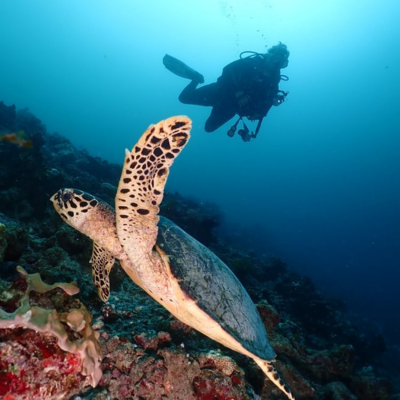 House Reef Snorkelling