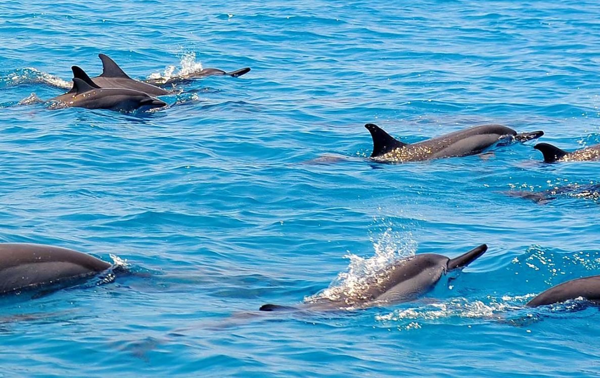 Dolphin Tour