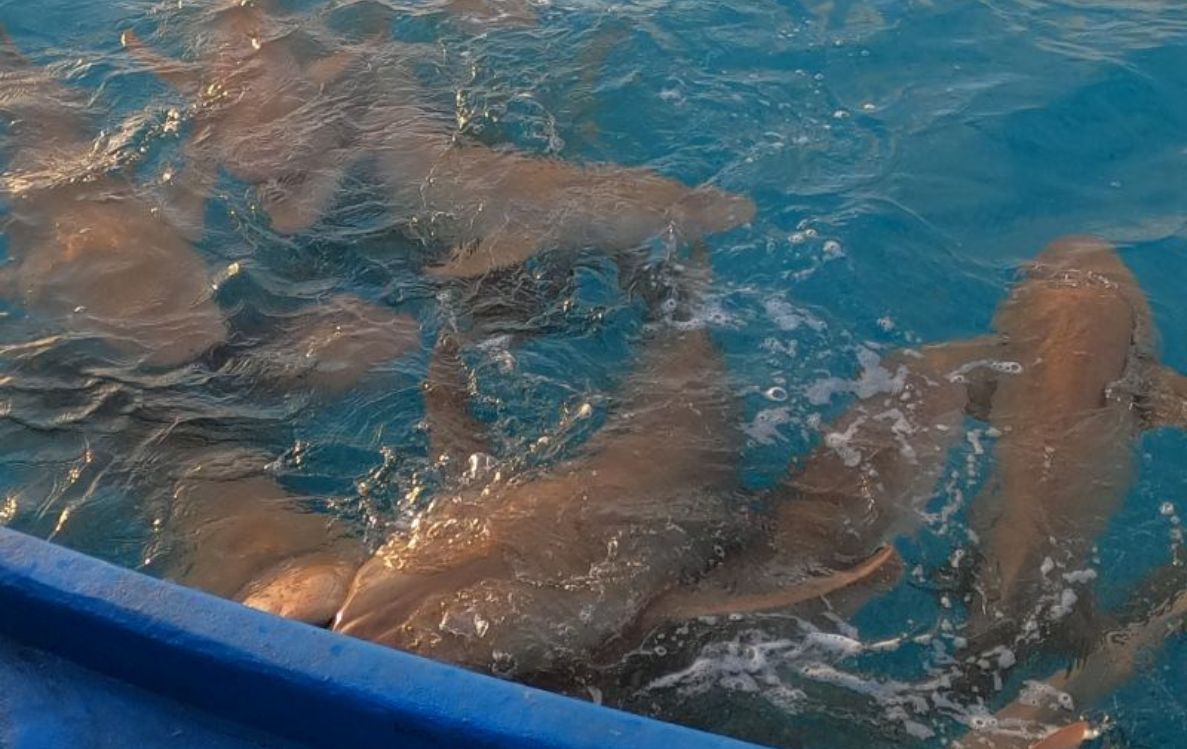 Sunset Shark Watching