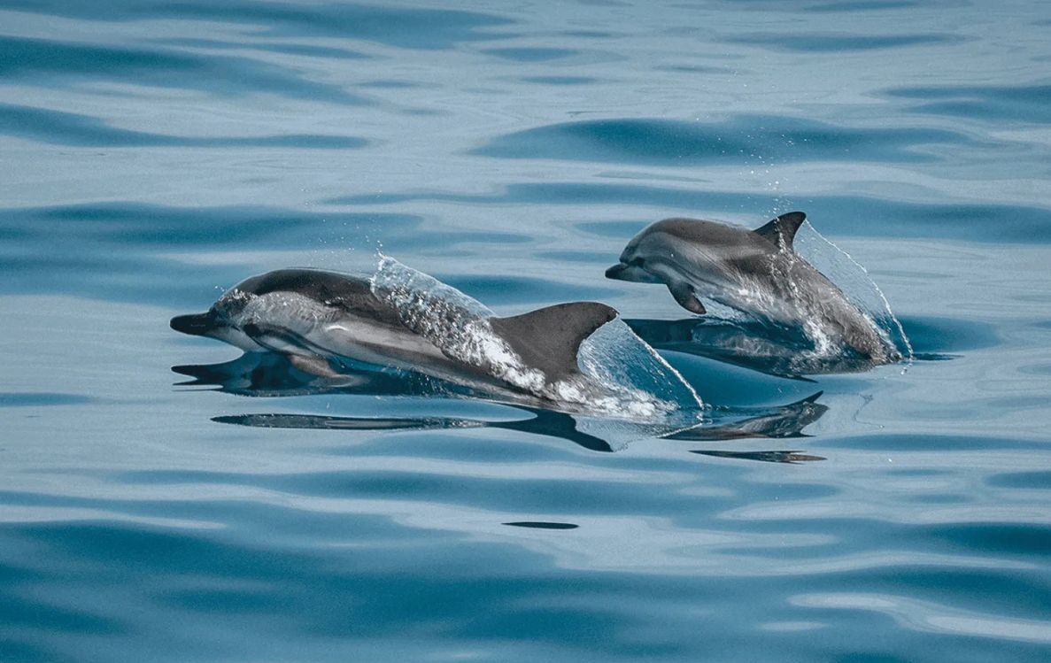 Dolphin Cruise