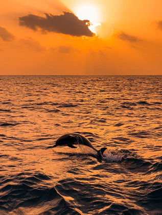 Sunset Dolphin Cruise