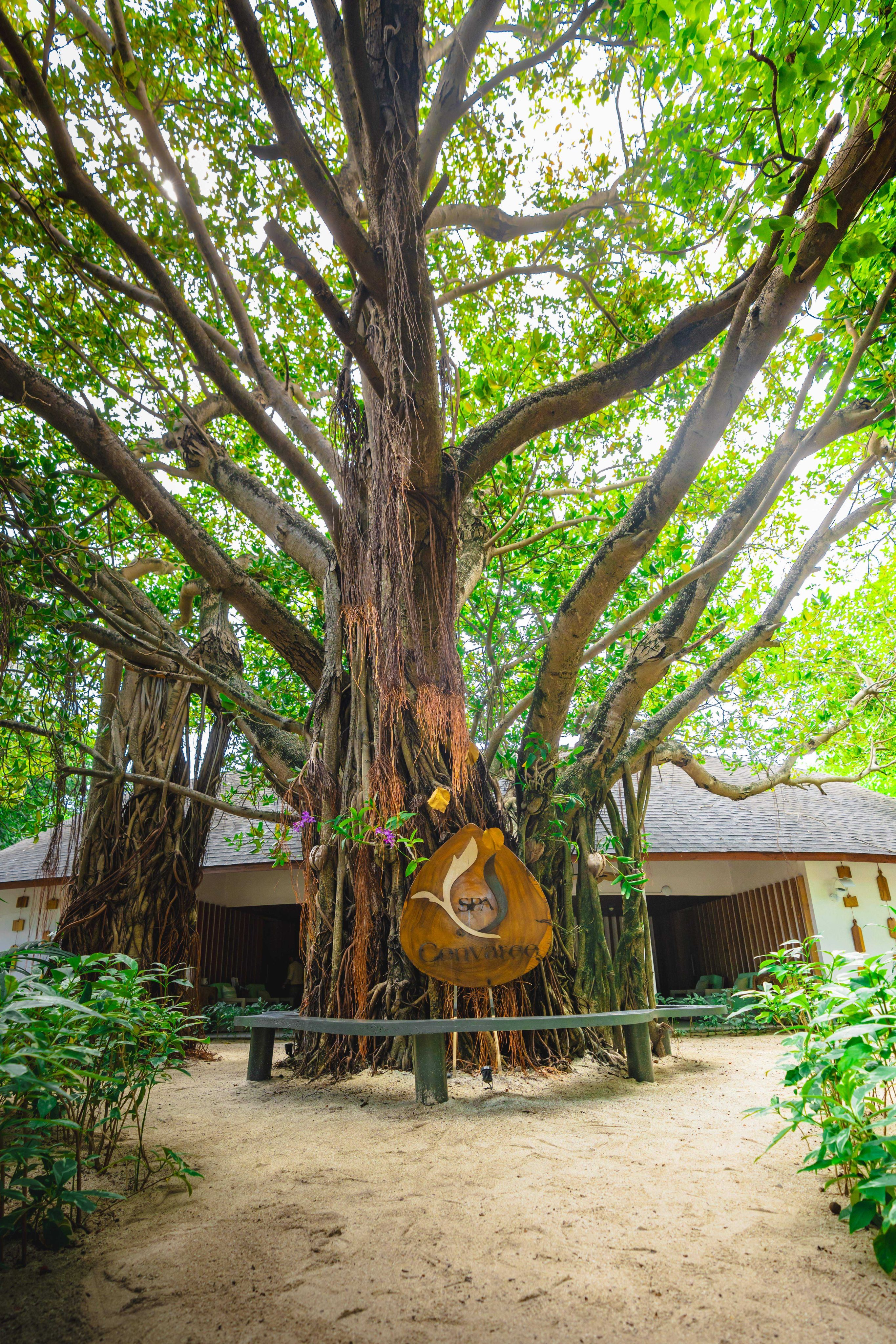 The Sacred Thread Ceremony at The Banyan Tree at SPA Cenvaree