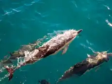 Meet the Sea’s Smile
