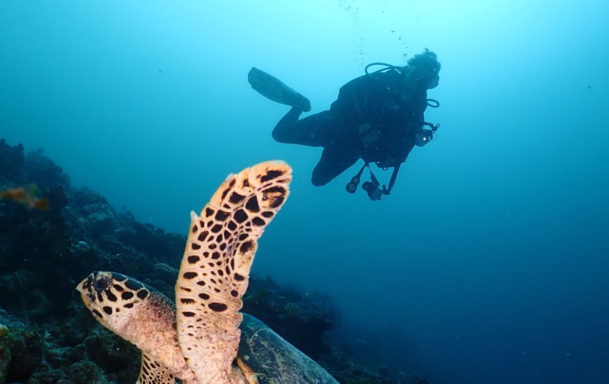 Diving