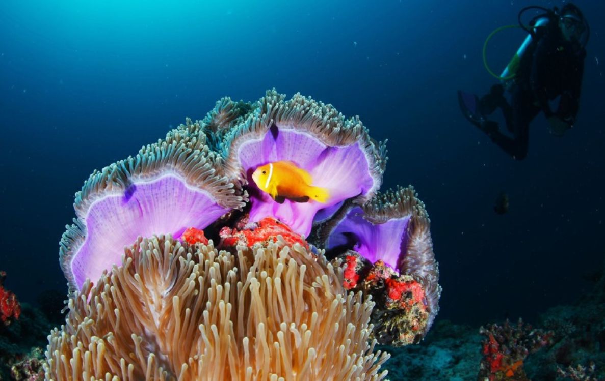 Diving