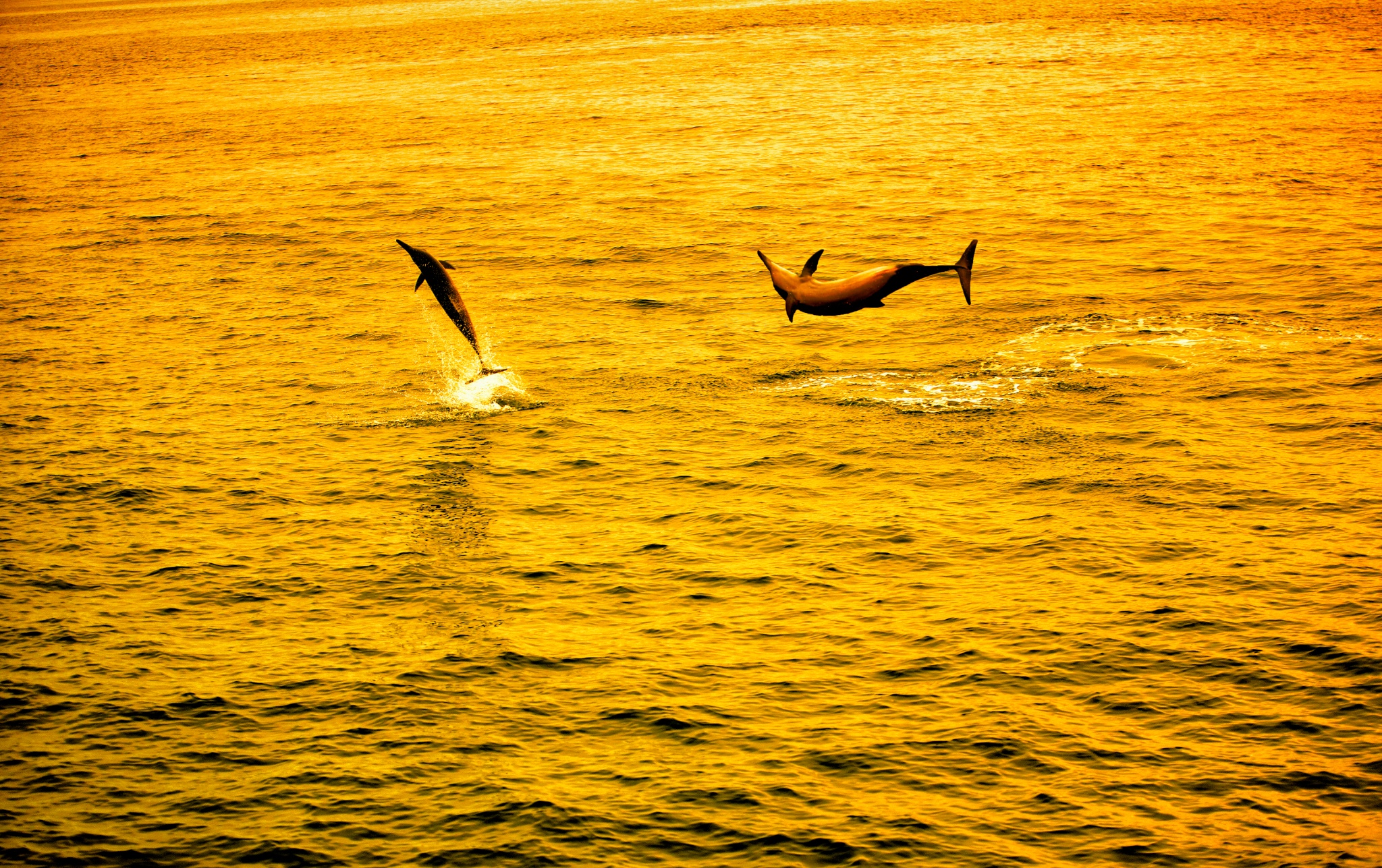 Sunset Dolphin Cruise