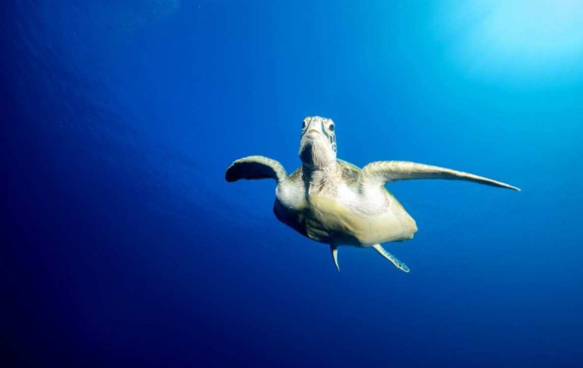 Turtle and Night Snorkelling