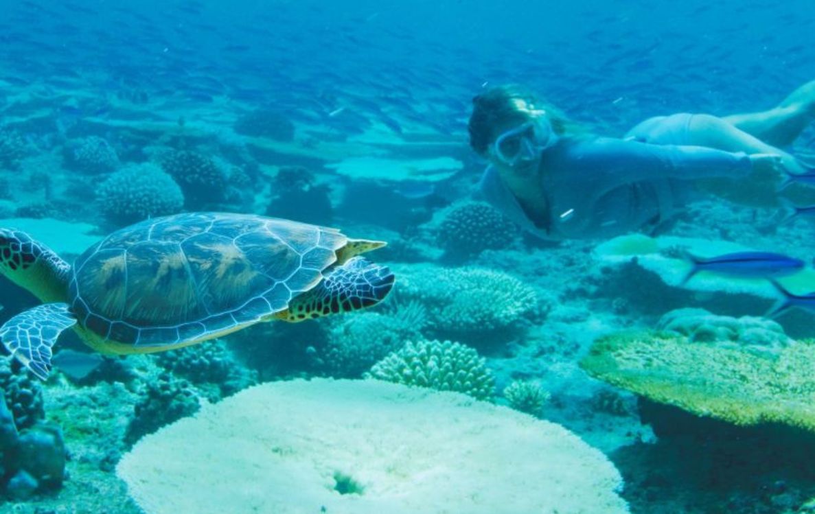 Turtle Snorkelling