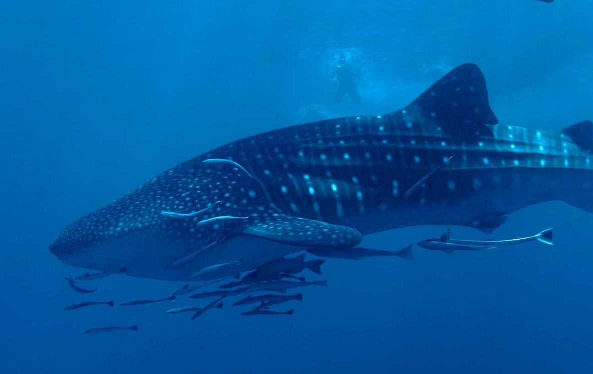 Whale Shark Diving
