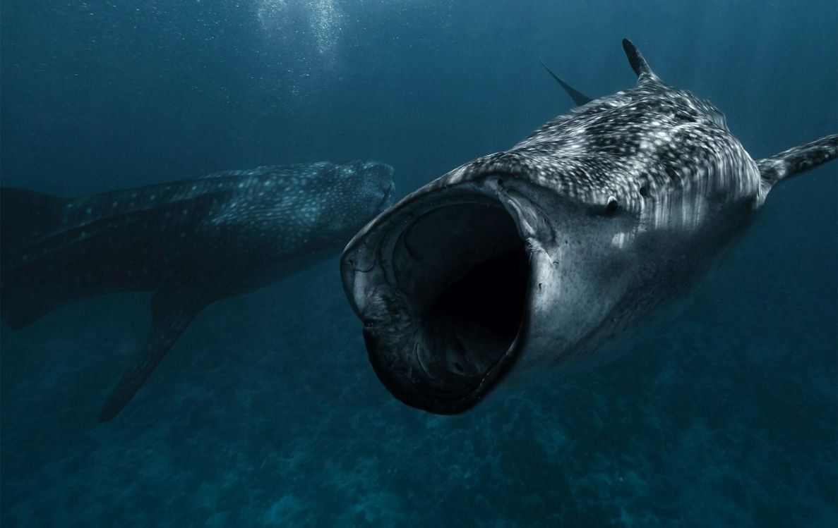 Whale Shark Excursion