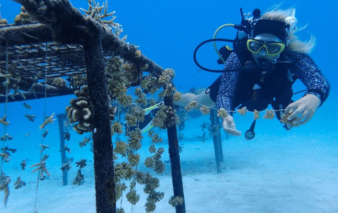 Coral Adoption