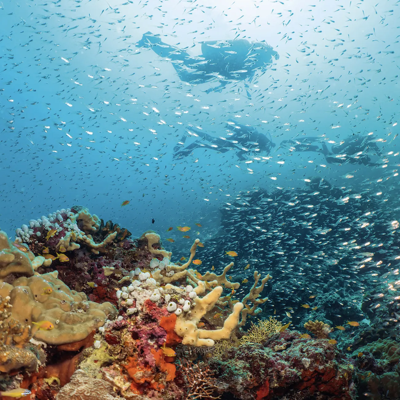 Diving in Baa Atoll