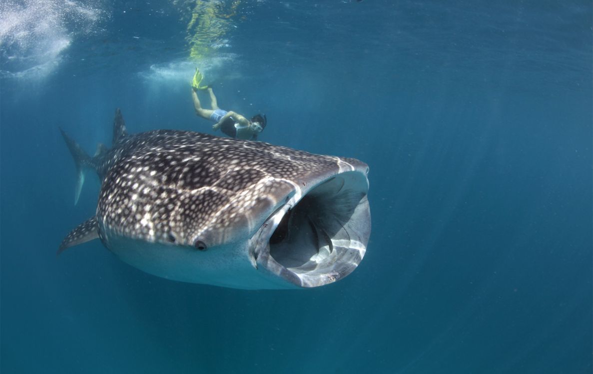 Whale Shark Talk & Snorkeling