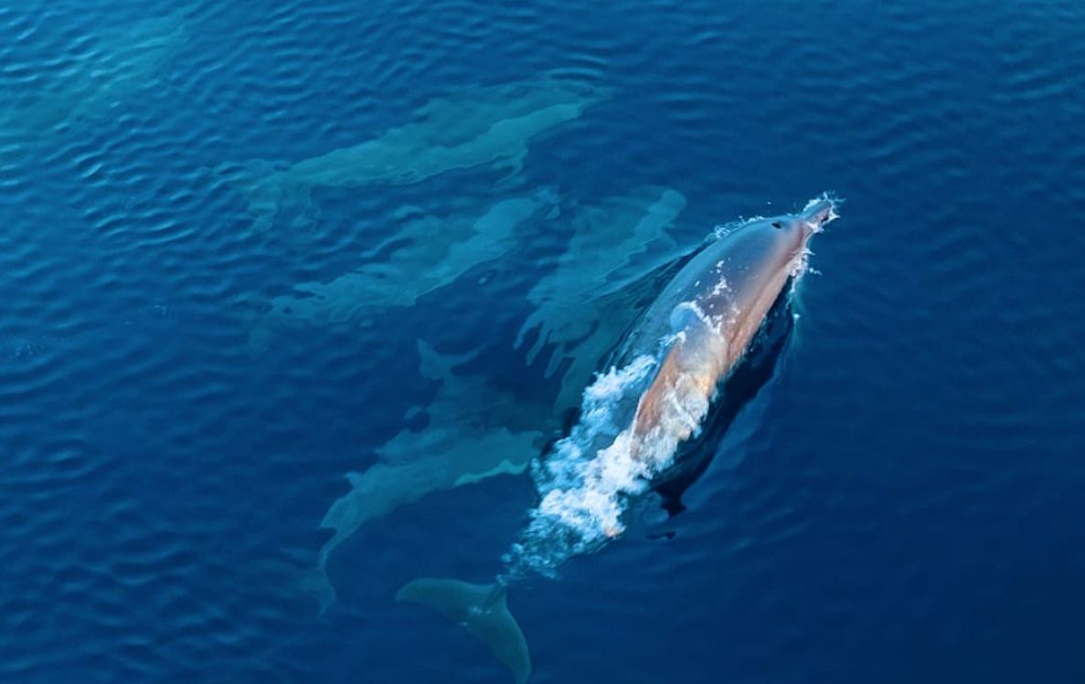 Sunset Dolphin Cruise