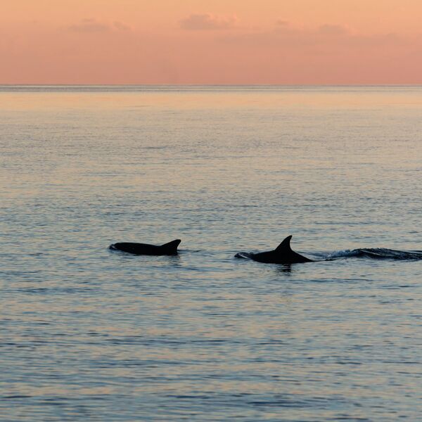 Dolphin Cruise