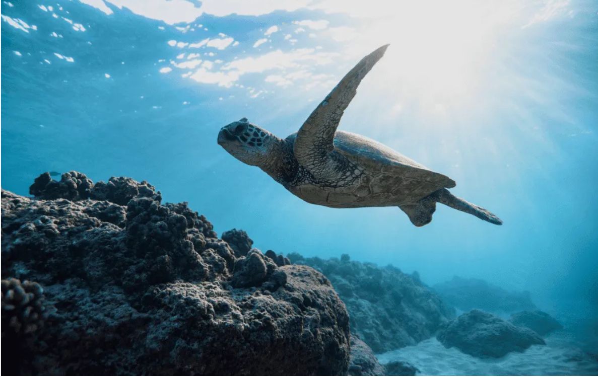 Private Turtle Safari