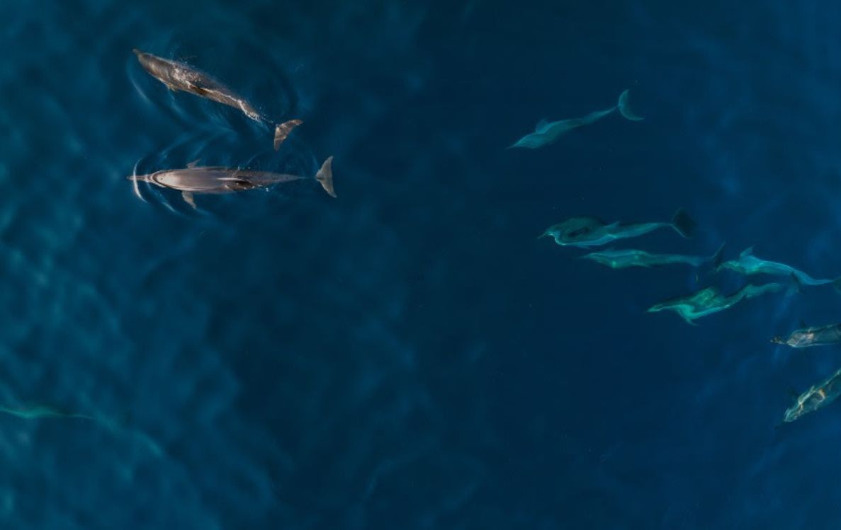 Dolphin Quest