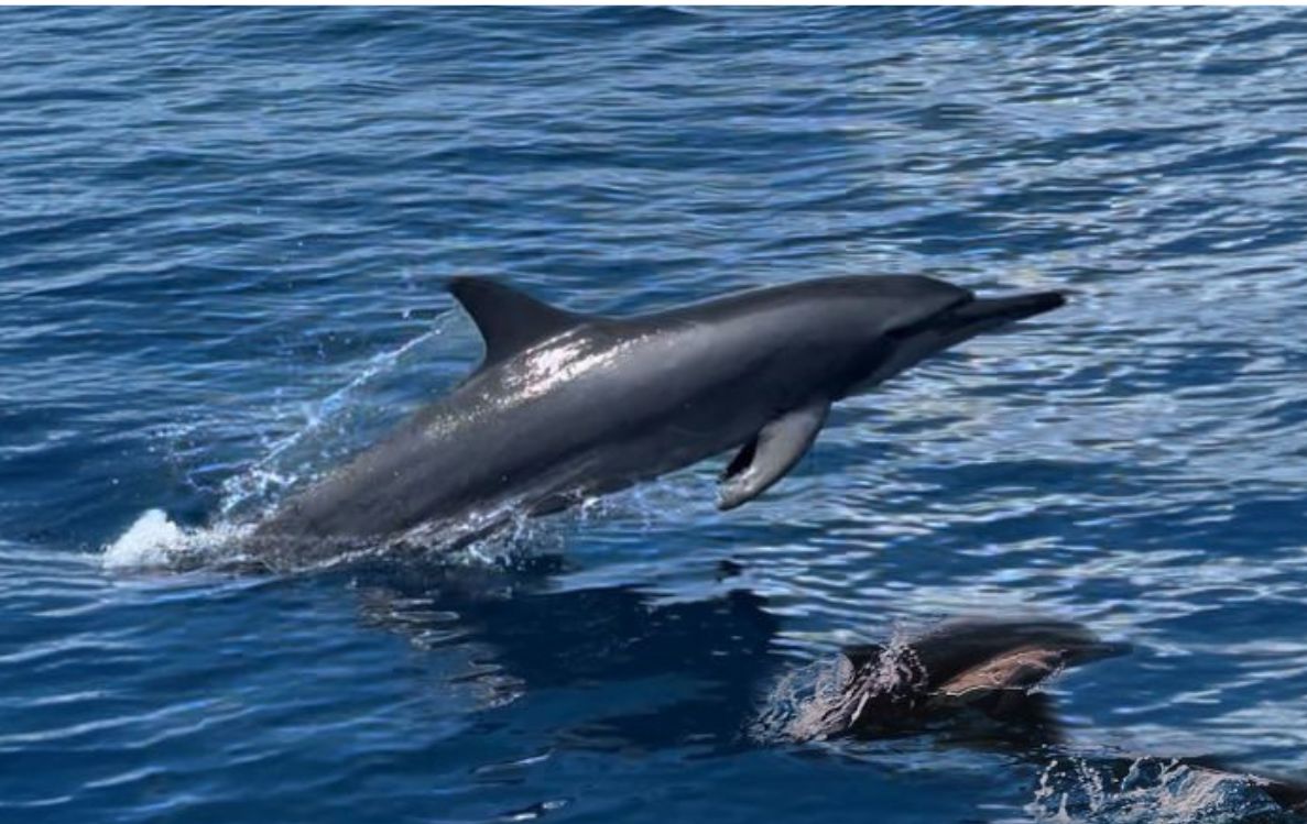 Dolphin Safari