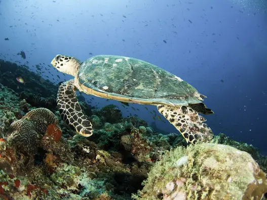 House Reef Snorkelling