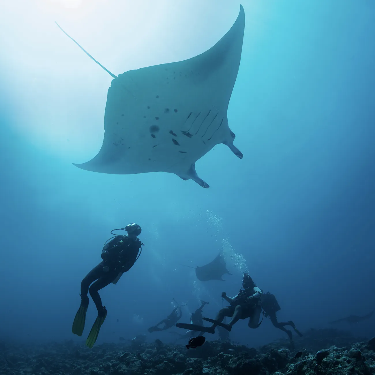 Baa Atoll Marine Life