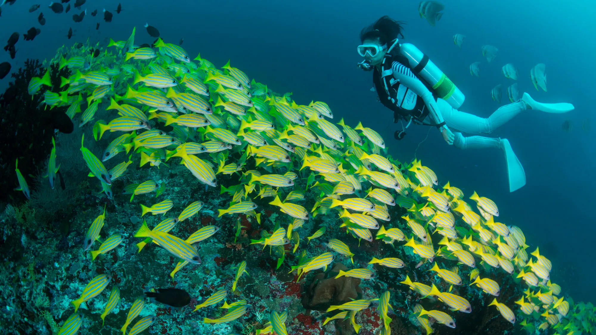 Water Sports & Dive Centre