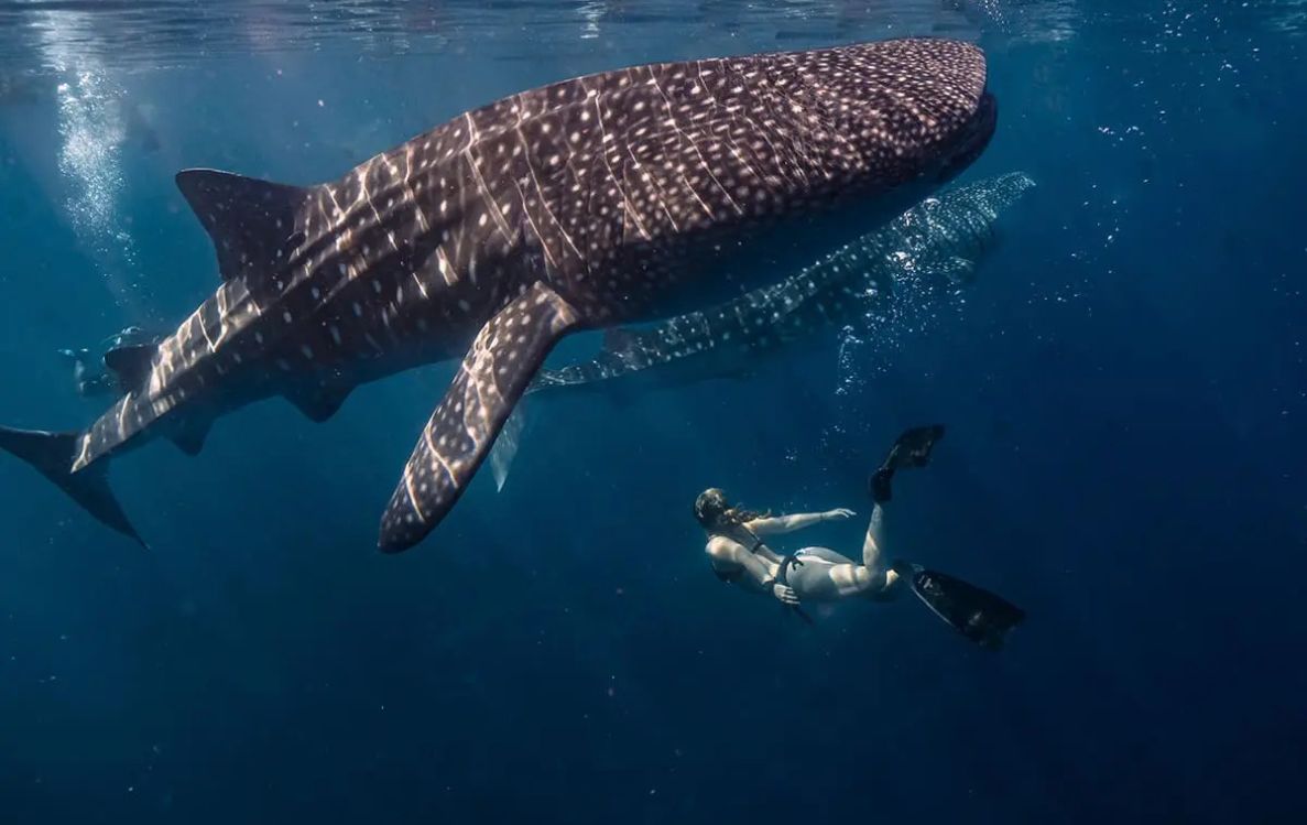 Whale Shark Trip