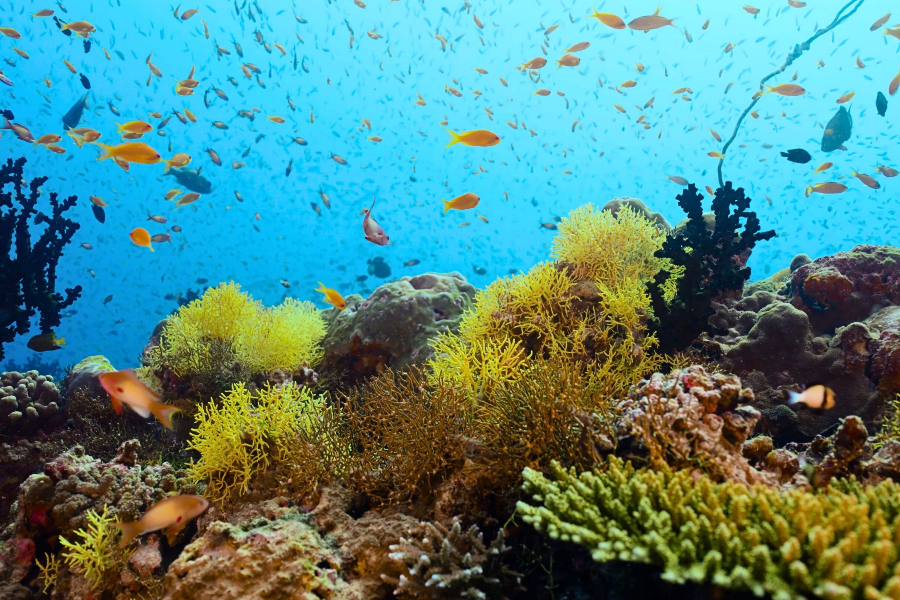 Snorkelling
