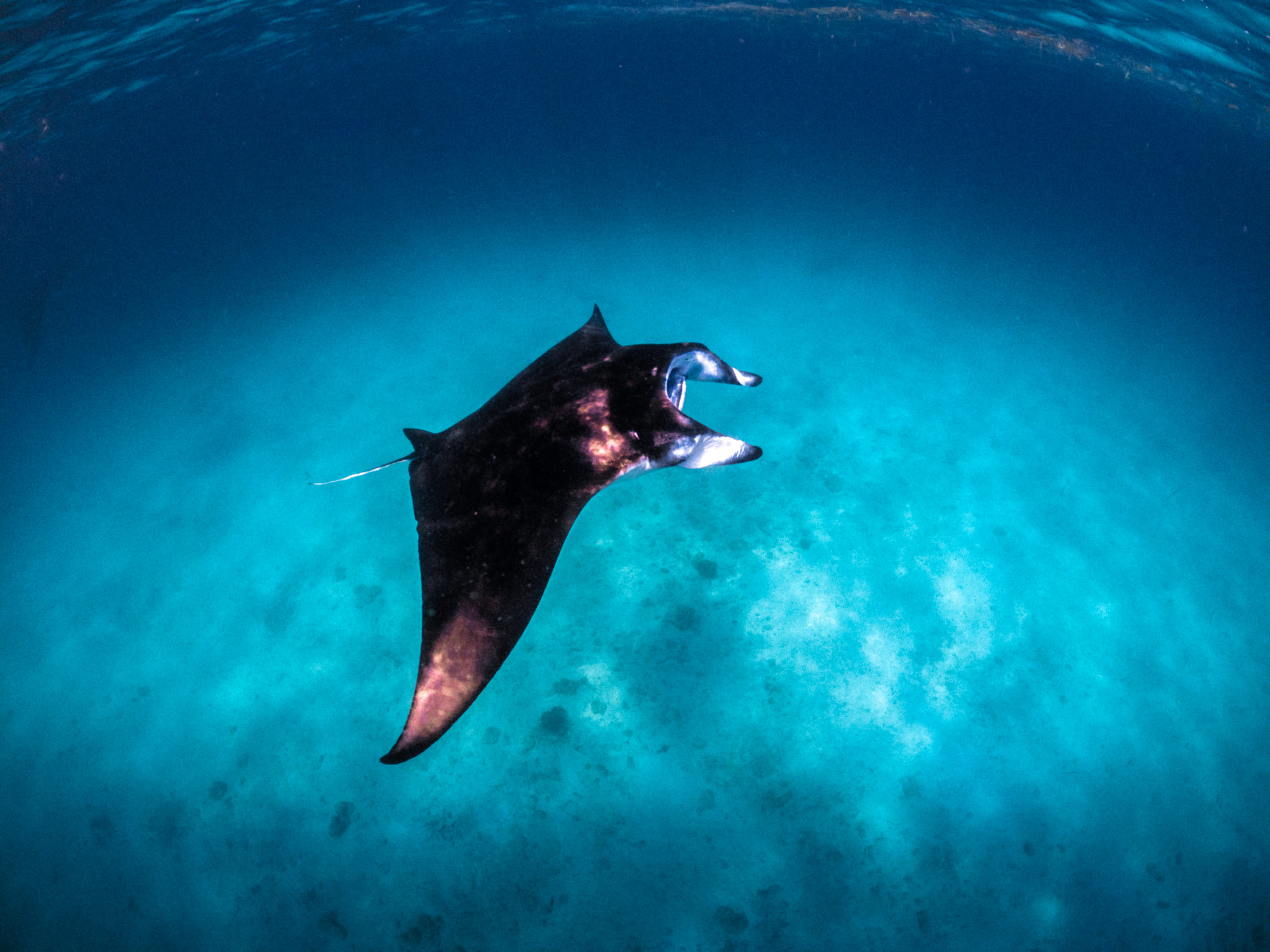 Manta & Turtle Spotting