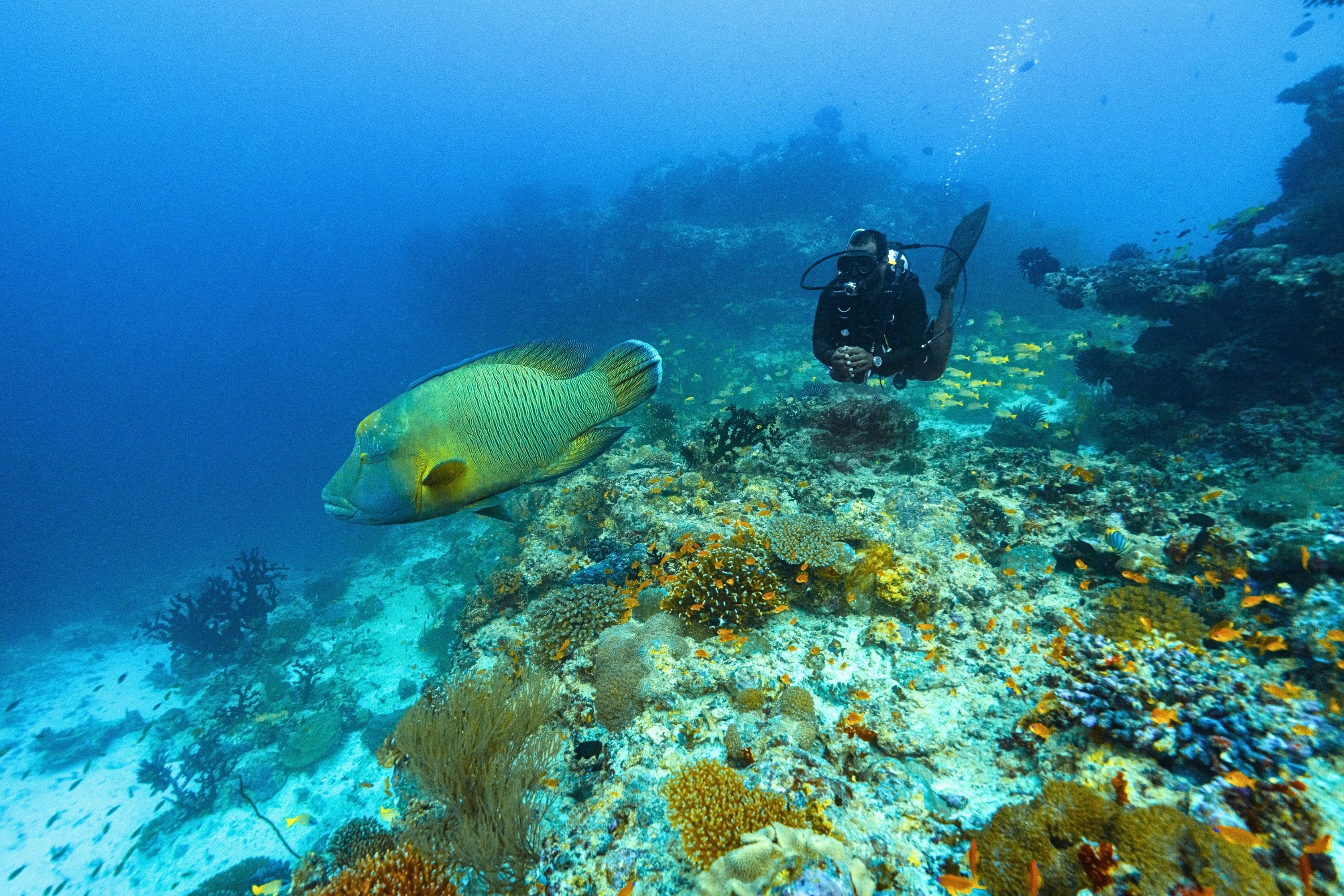Diving