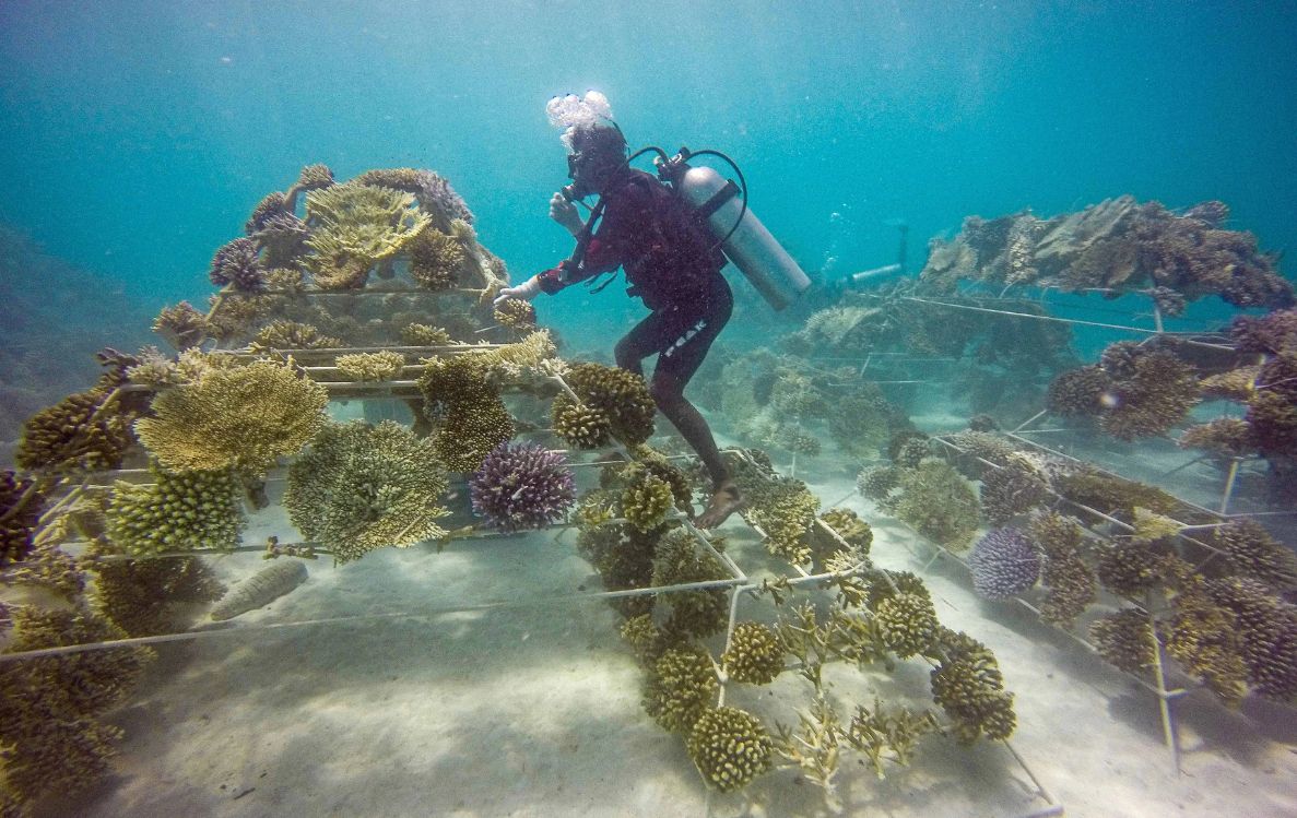 Coral Propagation Project