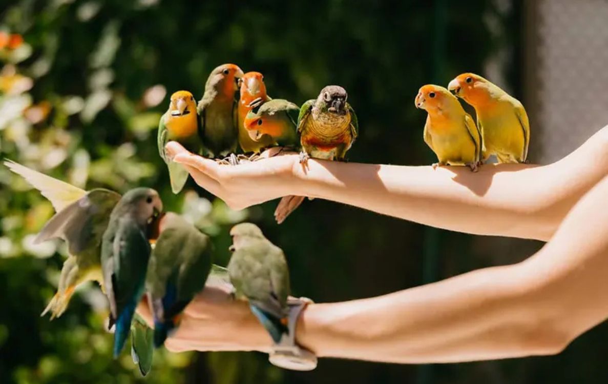 Bird Feeding