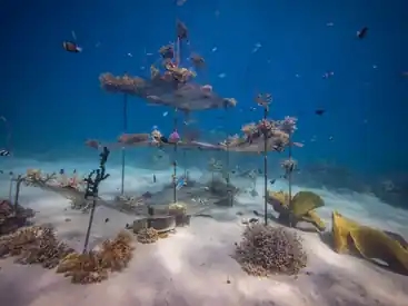 Dive Into Wonder