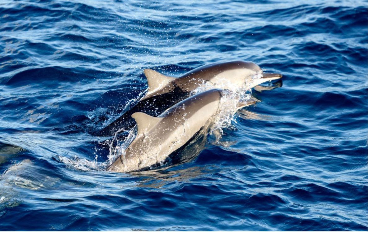 Sunset Dolphin Cruise