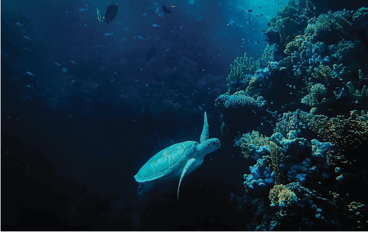 Night Snorkelling