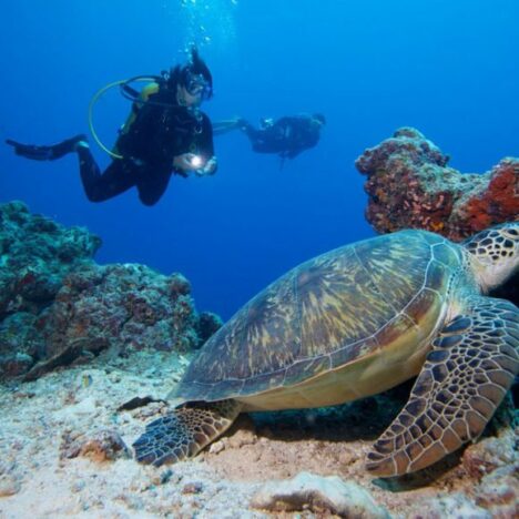 Maldives_Diving_Turtles-1-1030x579