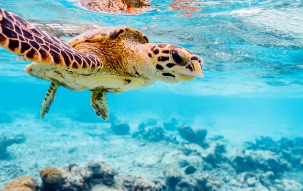 Turtle Snorkel Trip