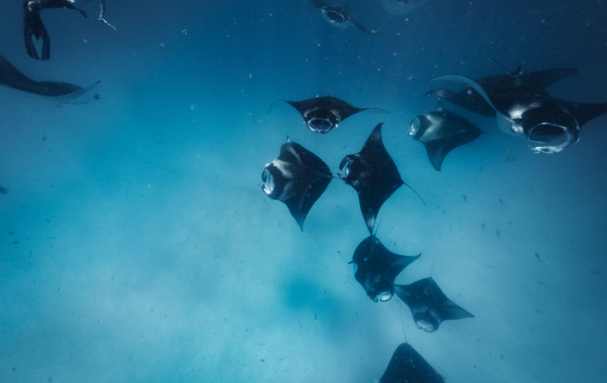 Manta Snorkel