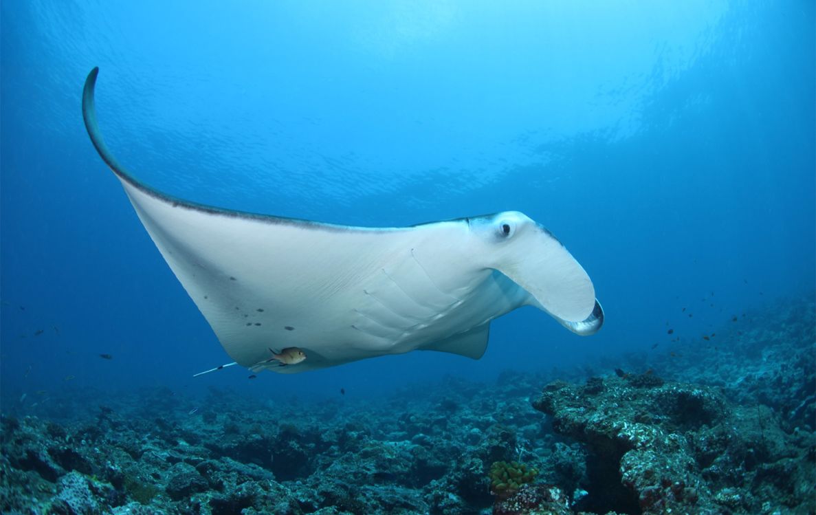 Manta Talk & Snorkeling