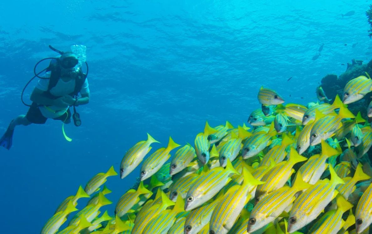 Scuba Diving in the Maldives