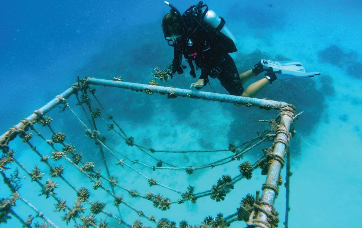 Adopt A Coral
