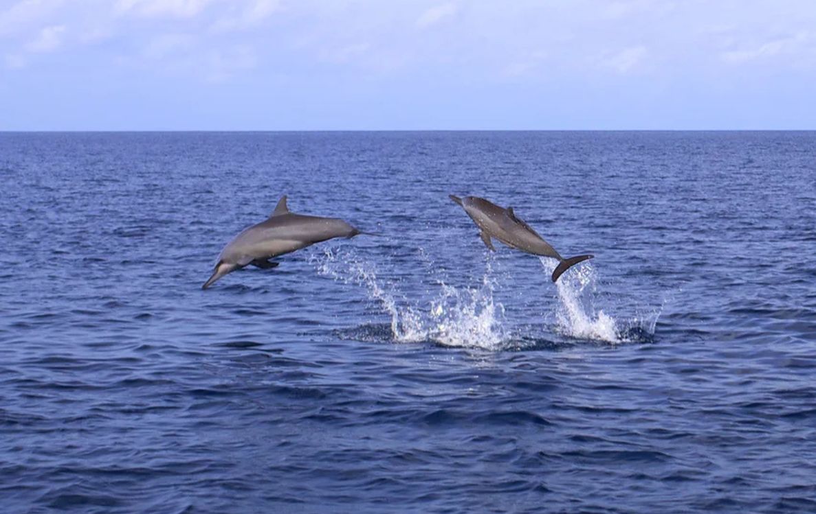 Sunset & Dolphin Cruise in the Maldives